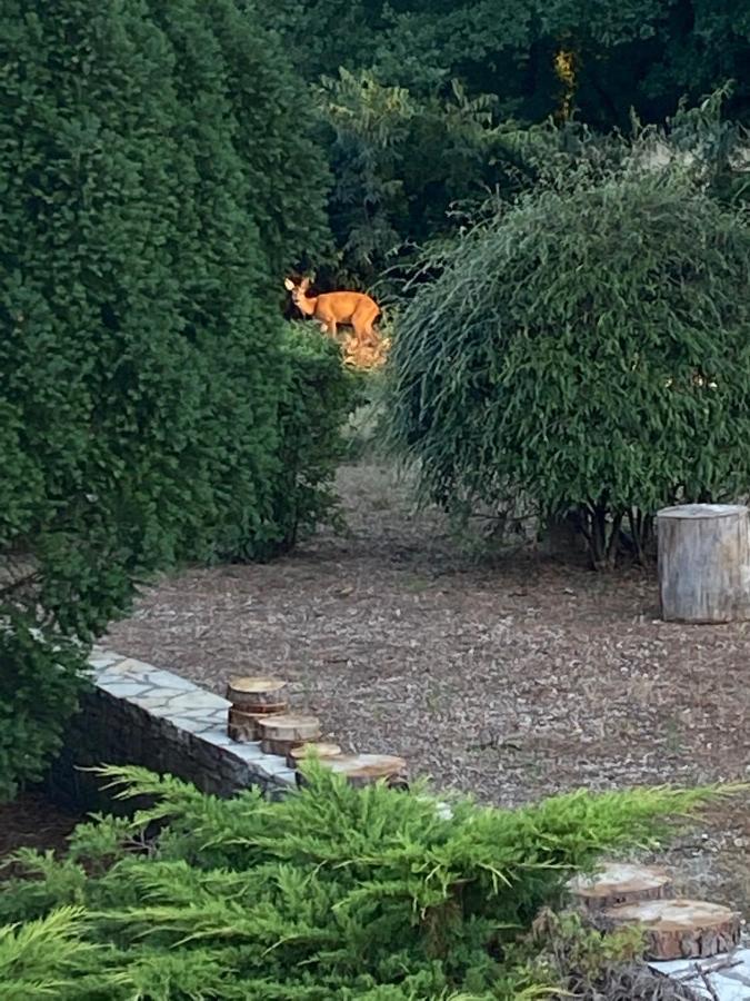 Le Jardin Du Moustoulac Chambres D'Hotes カオール エクステリア 写真